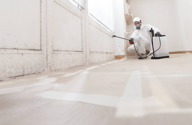 24/7 Emergency Attic Mold Removal experts in Ferndale, WA